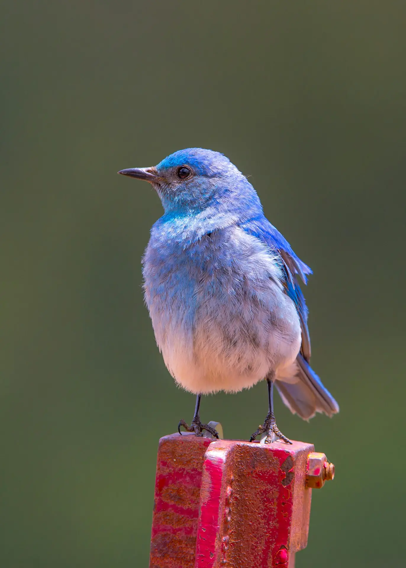 Why Blurry Photos Are the New Authentic Look: 2026 Guide for Amateurs