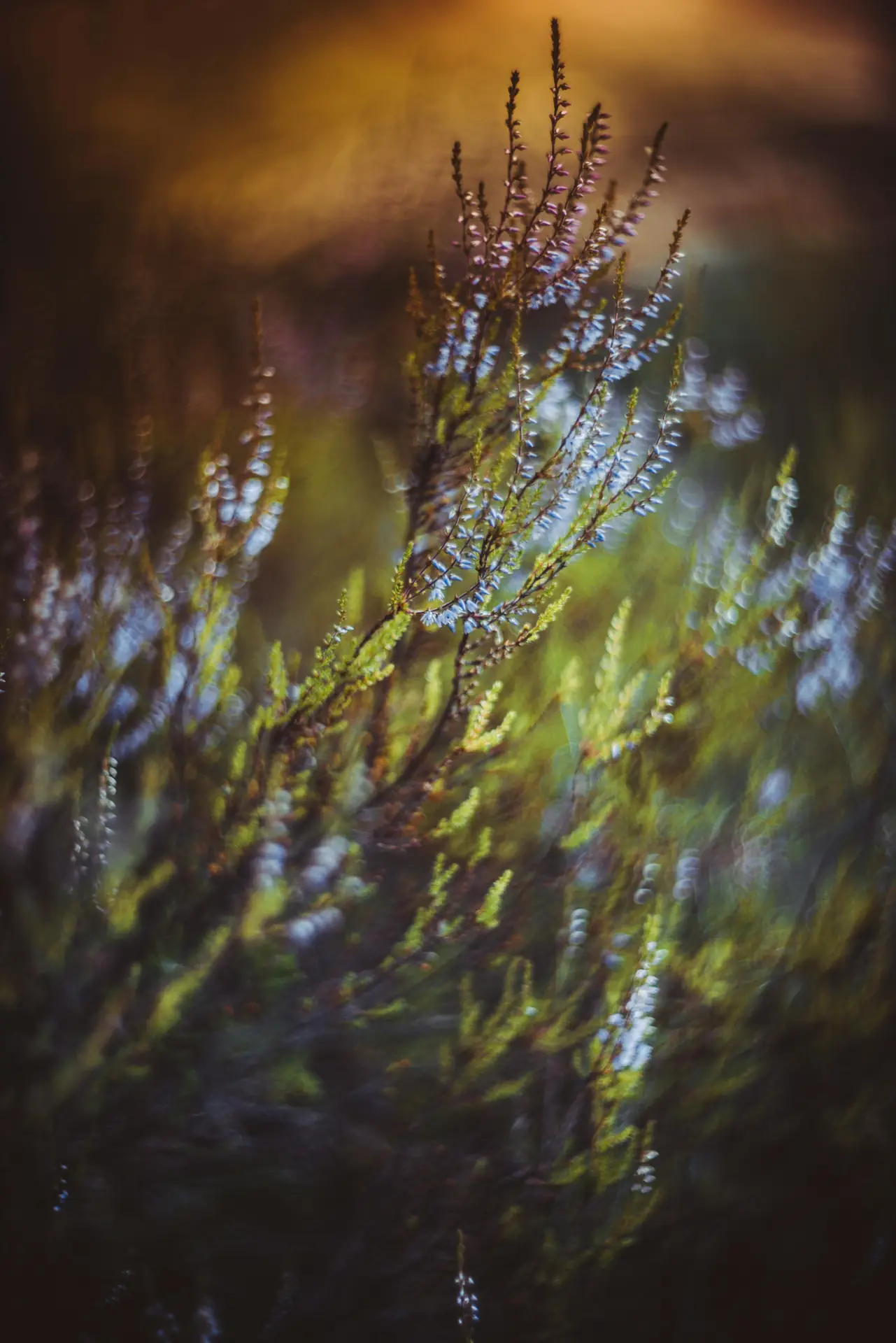 Why You Should Break Sharpness Rules In Adventure Photography 2026 (Practical Guide)